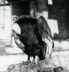 Un condor des Andes endormi au zoo de Londres, 1923